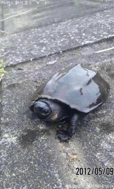 クソガメ