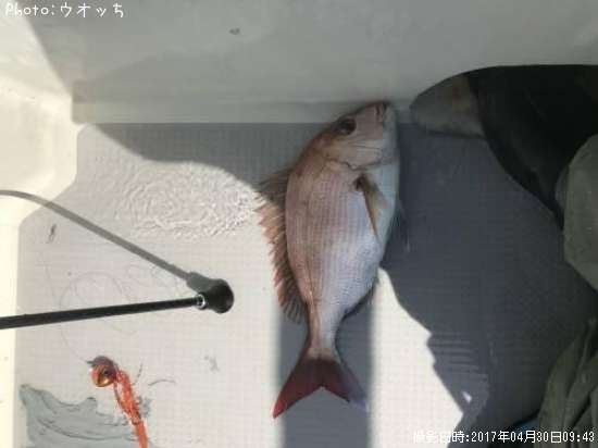 マダイ