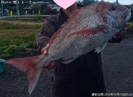 マダイ