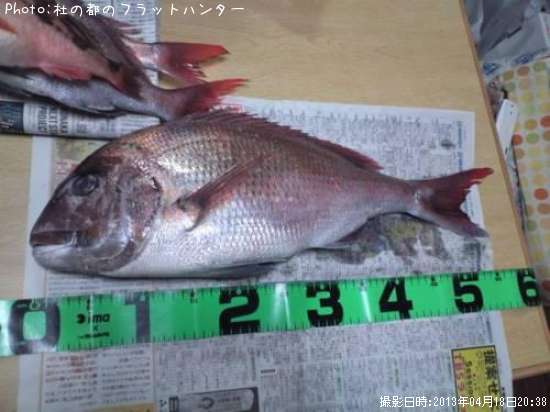 マダイ