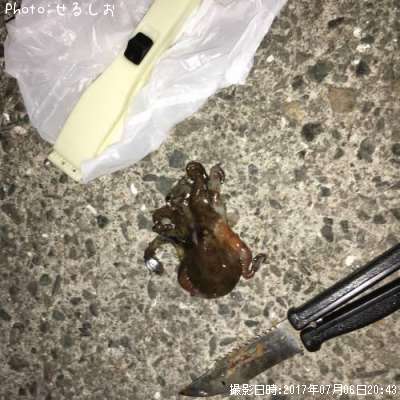 マダコ