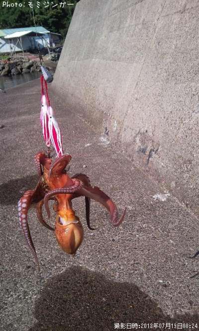 マダコ