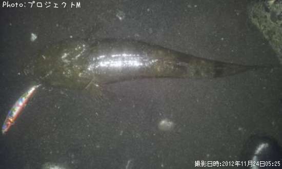 【マゴチ】