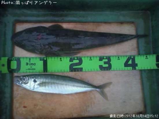 マゴチ&アジ