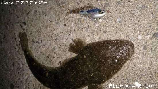 マゴチ&ベイト