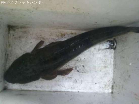 マゴチ チヌ