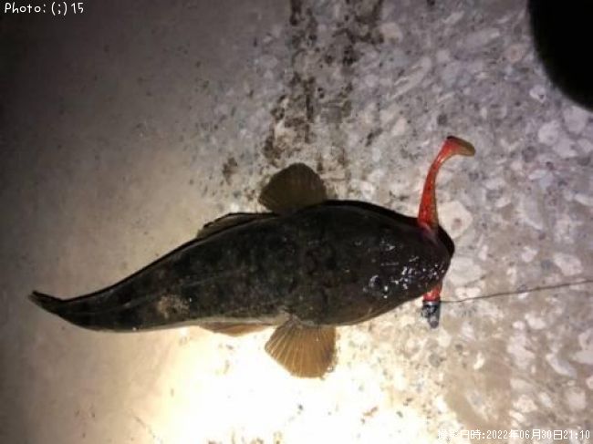 マゴチ、キビレ、ウナギ