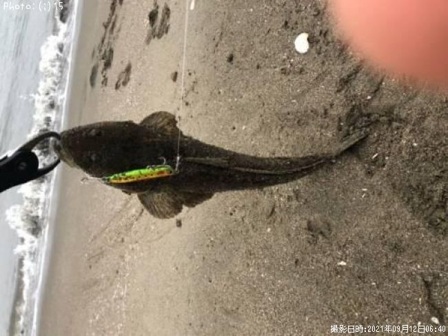 マゴチ、ウミヘビ