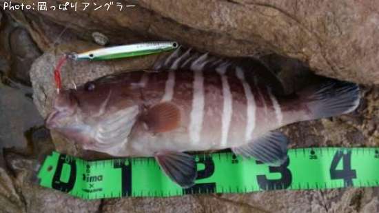 マハタ