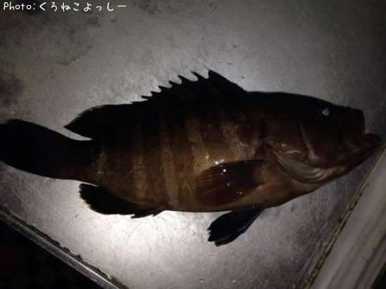 まはた