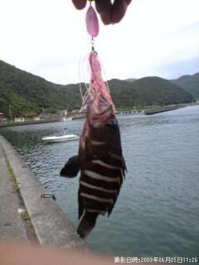 マハタ