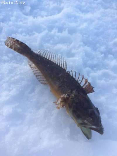 マハゼ