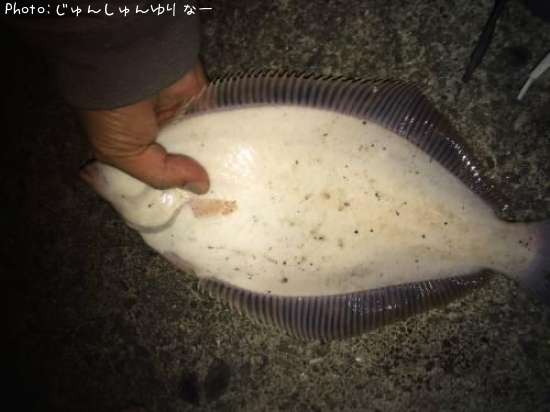 マコガレイ