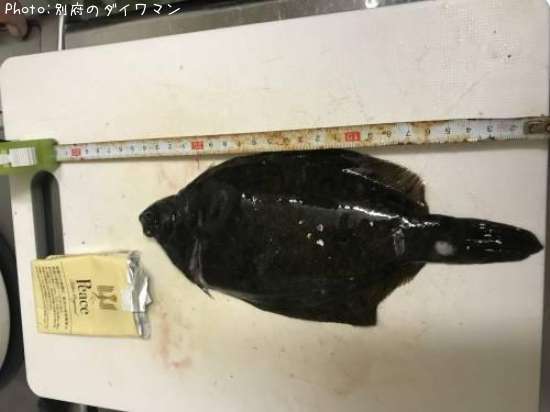 マコガレイ