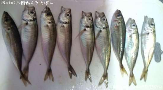 マメアジ