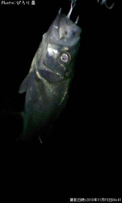 ޥ᥷Х