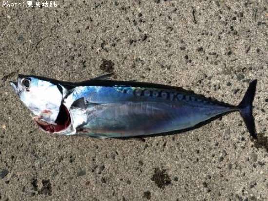 マルソウダカツオ