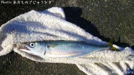 マサバ