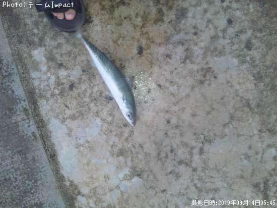 マサバ