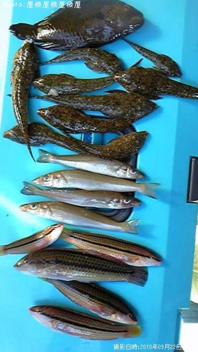 またお魚さん達(笑)