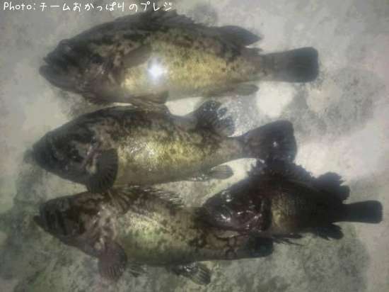 マゾイ&クロソイ