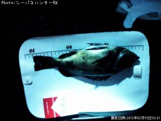 メバル