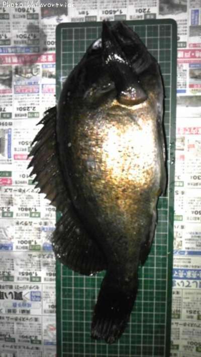 メバル