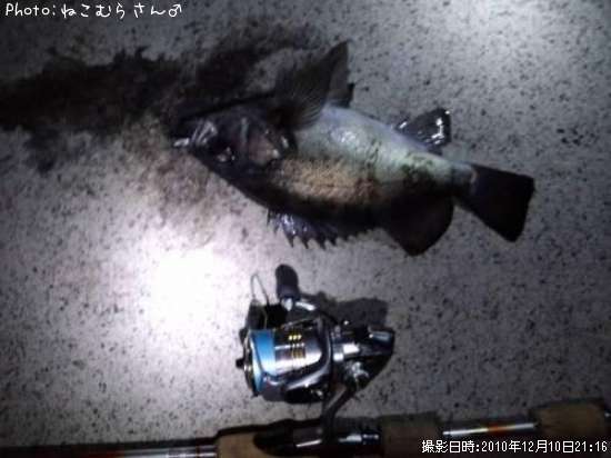 メバル