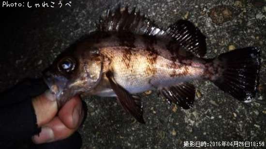 メバル&アジ