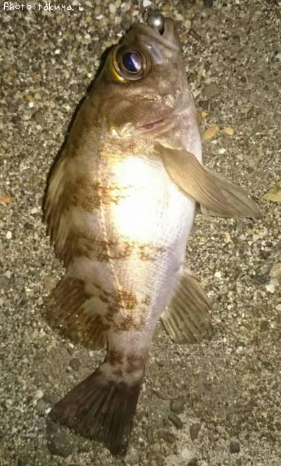 メバル、アジ