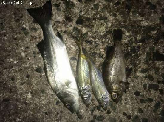 メバル、アジ、セイゴ