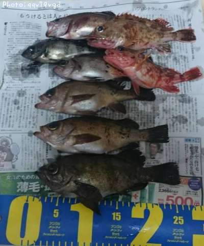 メバル、カサゴ