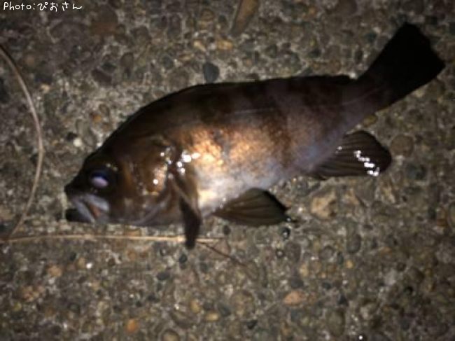 メバル、カサゴ、アジ