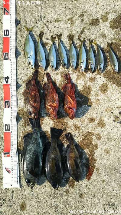 メバル、カサゴ、アジ