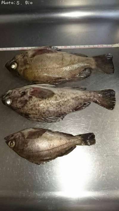 メバル、クロソイ