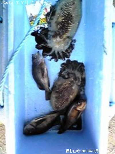 メバル、モンゴウイカ