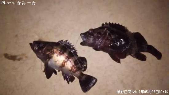 メバル&ムラソイ