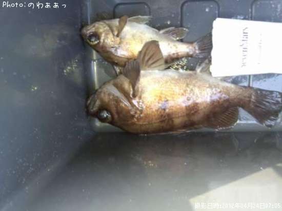 めばるん
