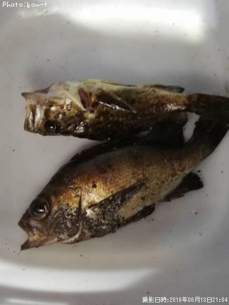 メバル、ソイ