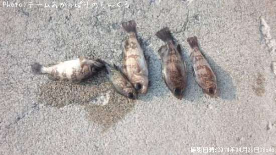 メバルたち