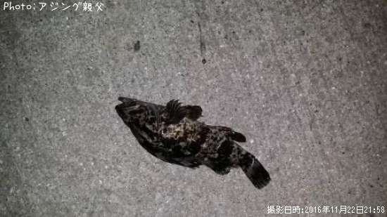 メバル、タケノコ、カサゴ