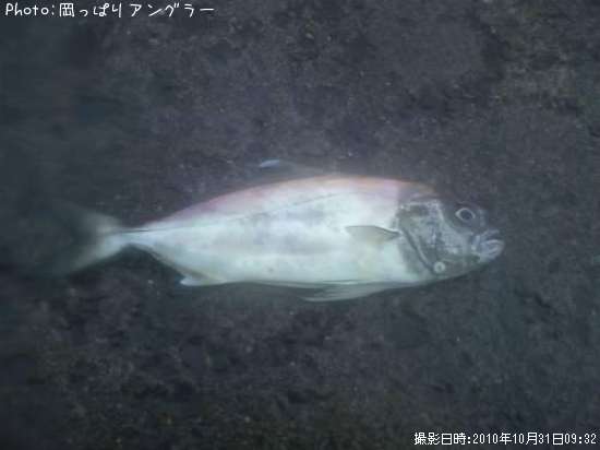 メダイ