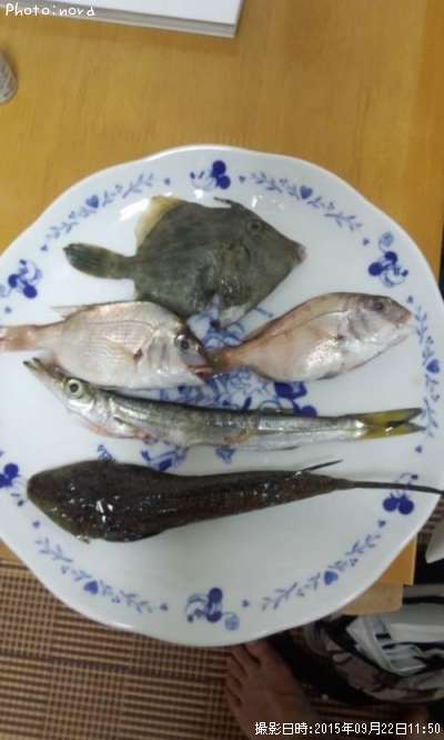 メゴチ