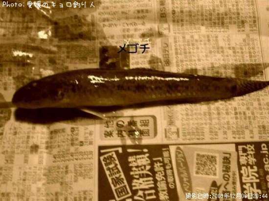 メゴチ