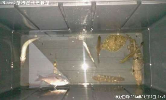 メゴチ、タナゴ、ギンポ、ハゼ