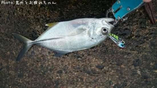 メッキアジ