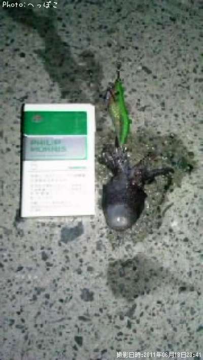 ミミイカ