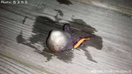 ミミイカ