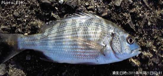 ミニ達5種