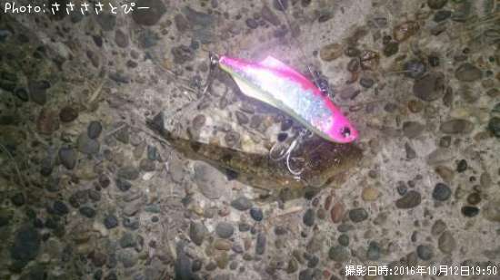 ミニマゴチ